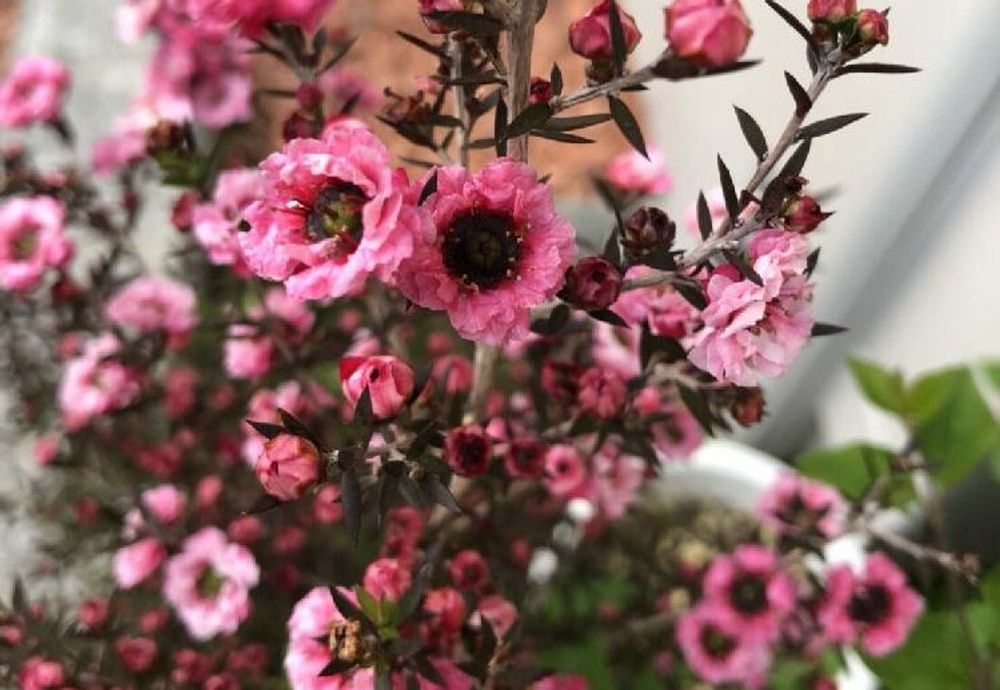 ギョリュウバイ、photo by たかりえ 