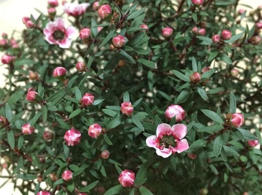 ギョリュウバイ、photo by ちい 