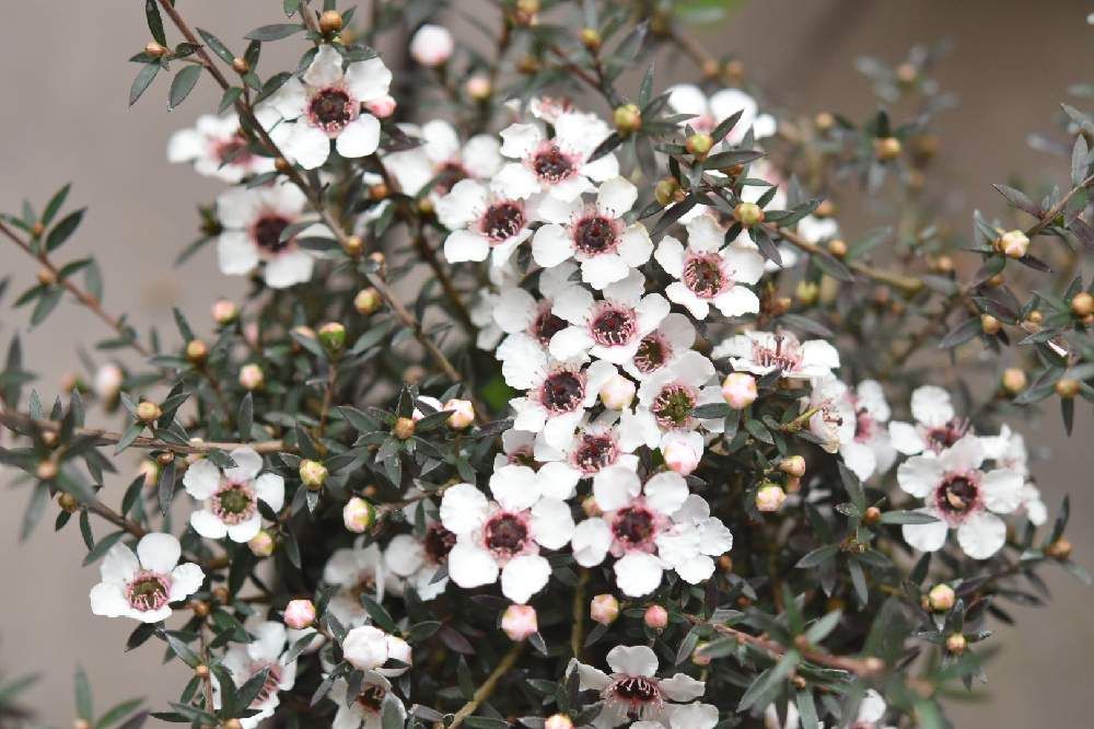 ギョリュウバイ、photo by しーちゃん