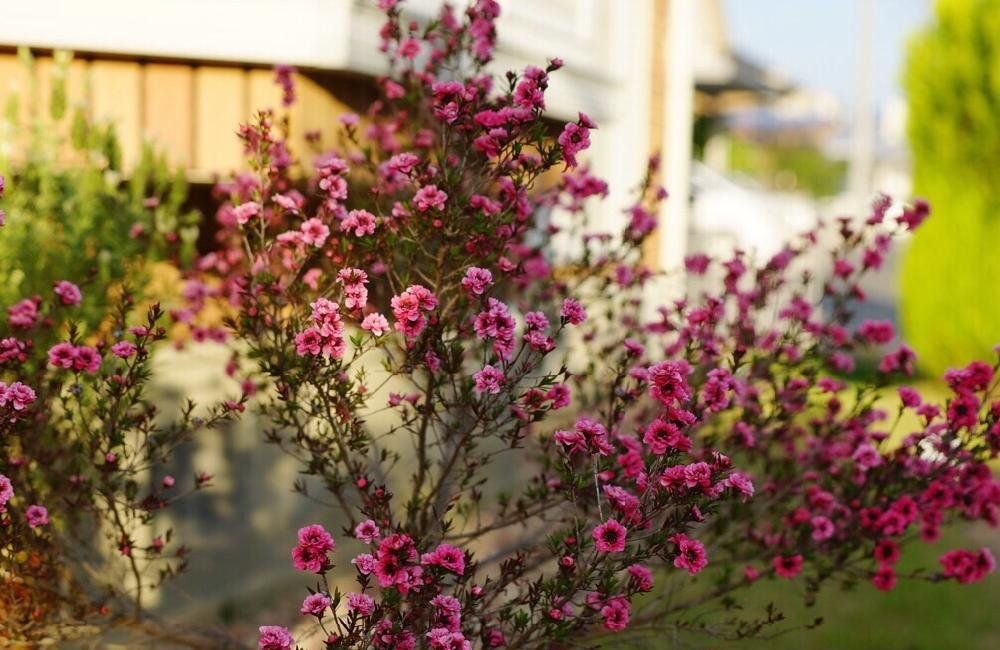ギョリュウバイ、photo by ペガぽん 