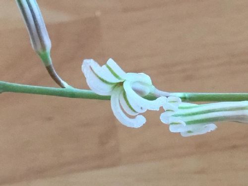十二の巻の育て方 育てる場所や水やりの頻度は Greensnap グリーンスナップ 十二の巻の育て方 育てる場所や水やりの頻度は Greensnap グリーンスナップ