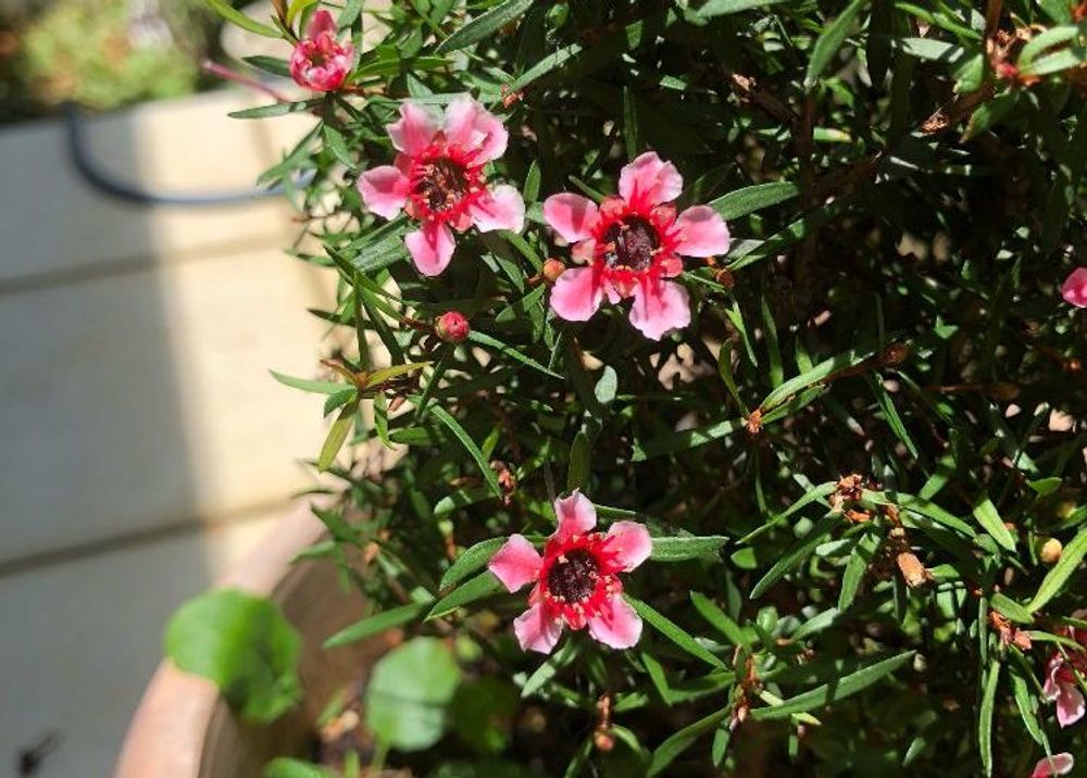 ギョリュウバイ、photo by jackmama 