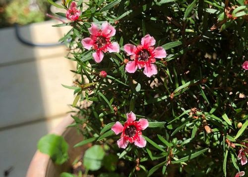 ギョリュウバイの育て方 苗の植え付けや剪定 挿し木の方法は Greensnap グリーンスナップ