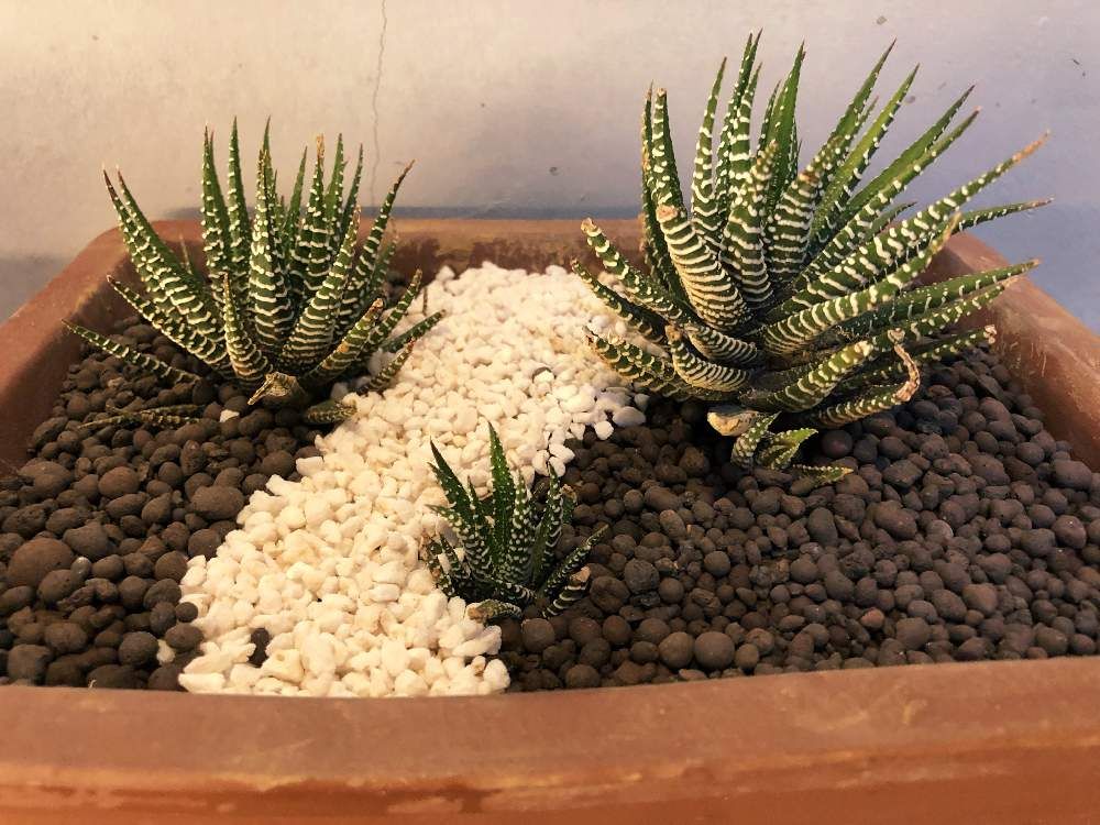 十二の巻　プランター