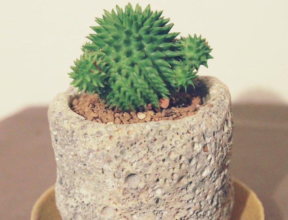 ユーフォルビア・スザンナエ、Photo by ジョンキムさん