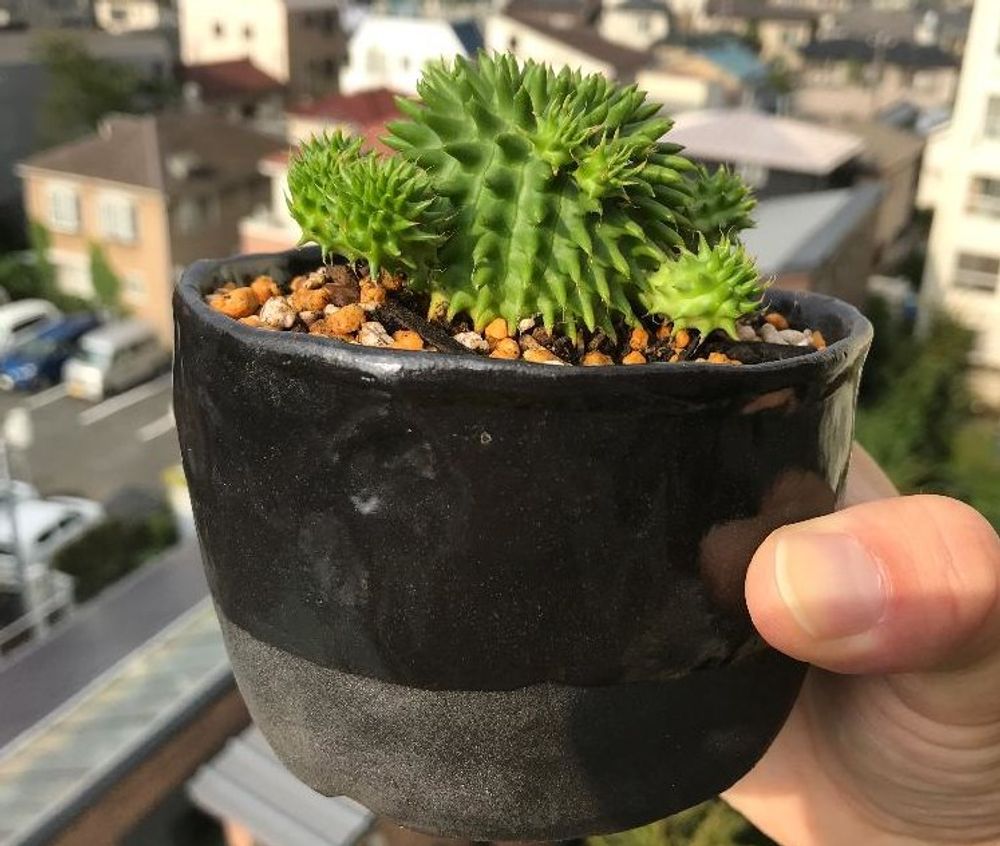 ユーフォルビア・スザンナエ、Photo by ぶりたまさん