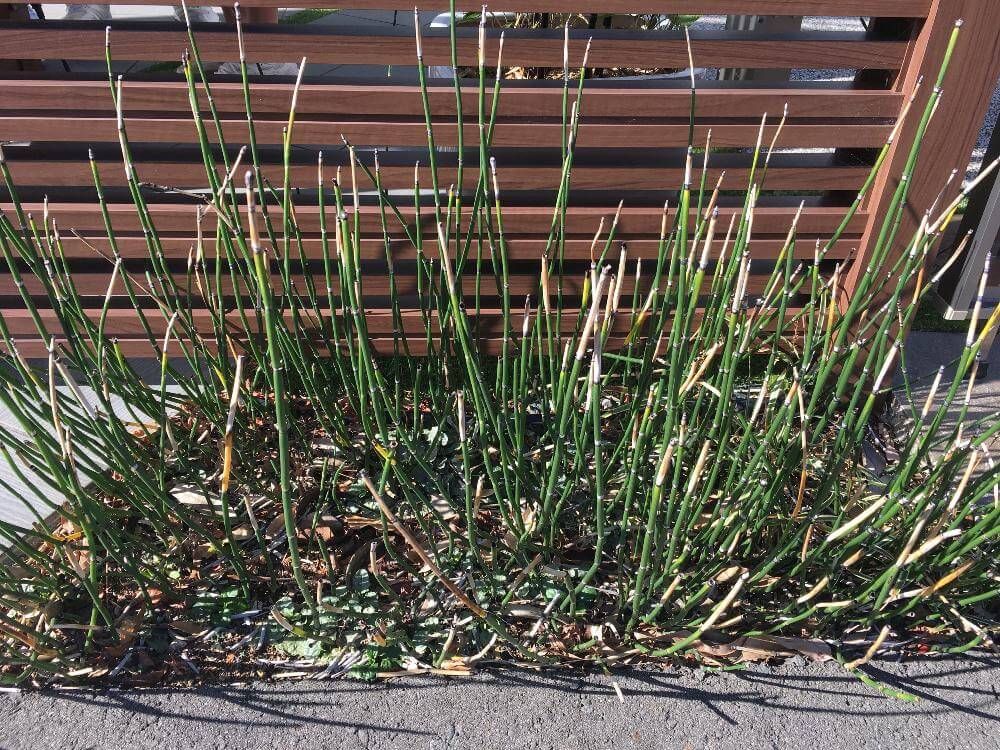 トクサ、キュッキュさん