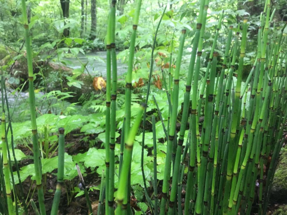 トクサ、はちなつめさん