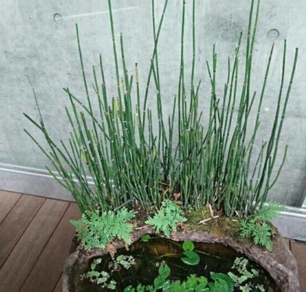 トクサ 剪定, トクサ 寄せ植え – TXUQIO