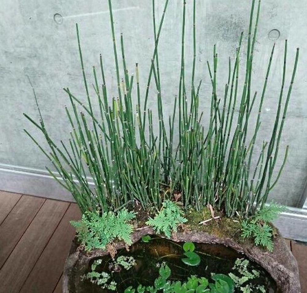 トクサ、Ringoさん