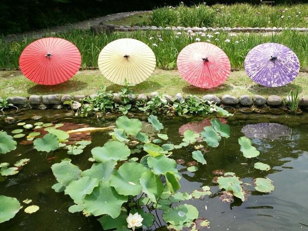 ハンゲショウ(半夏生)　水面　葉