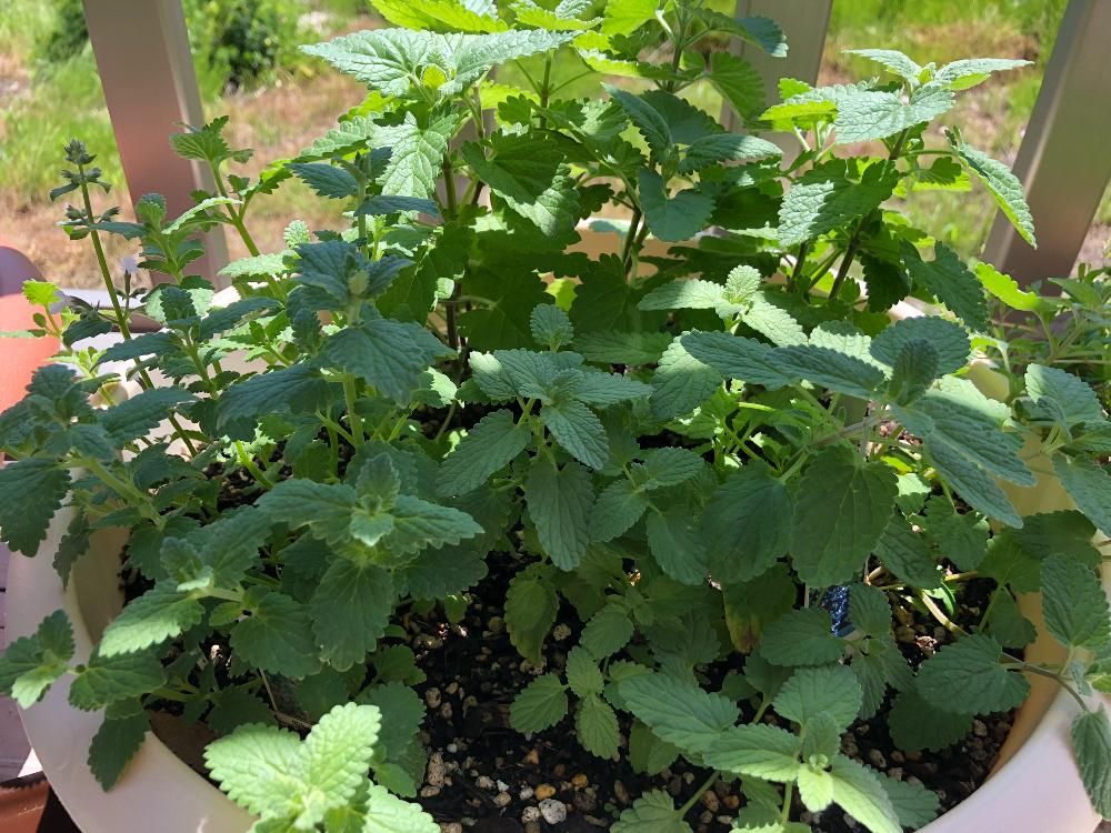 キャットミント　鉢植え　葉
