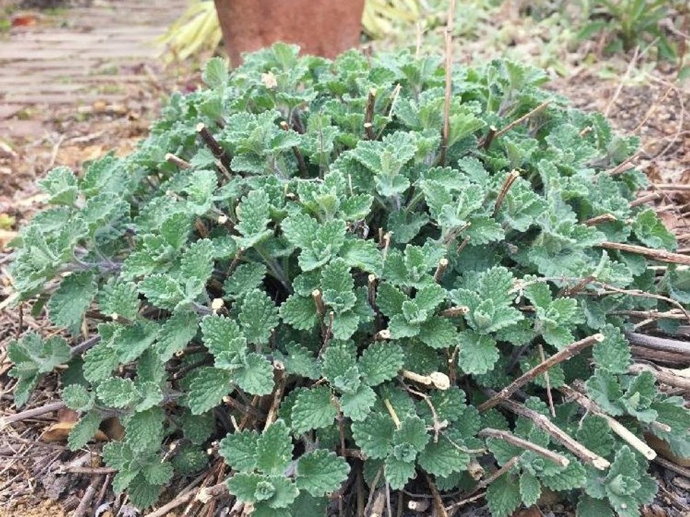 キャットミント　地植え　葉　
