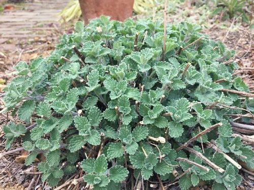 キャットミント ネペタ の育て方 苗の植え付けや種まきの時期 収穫や剪定のタイミングは Greensnap グリーンスナップ