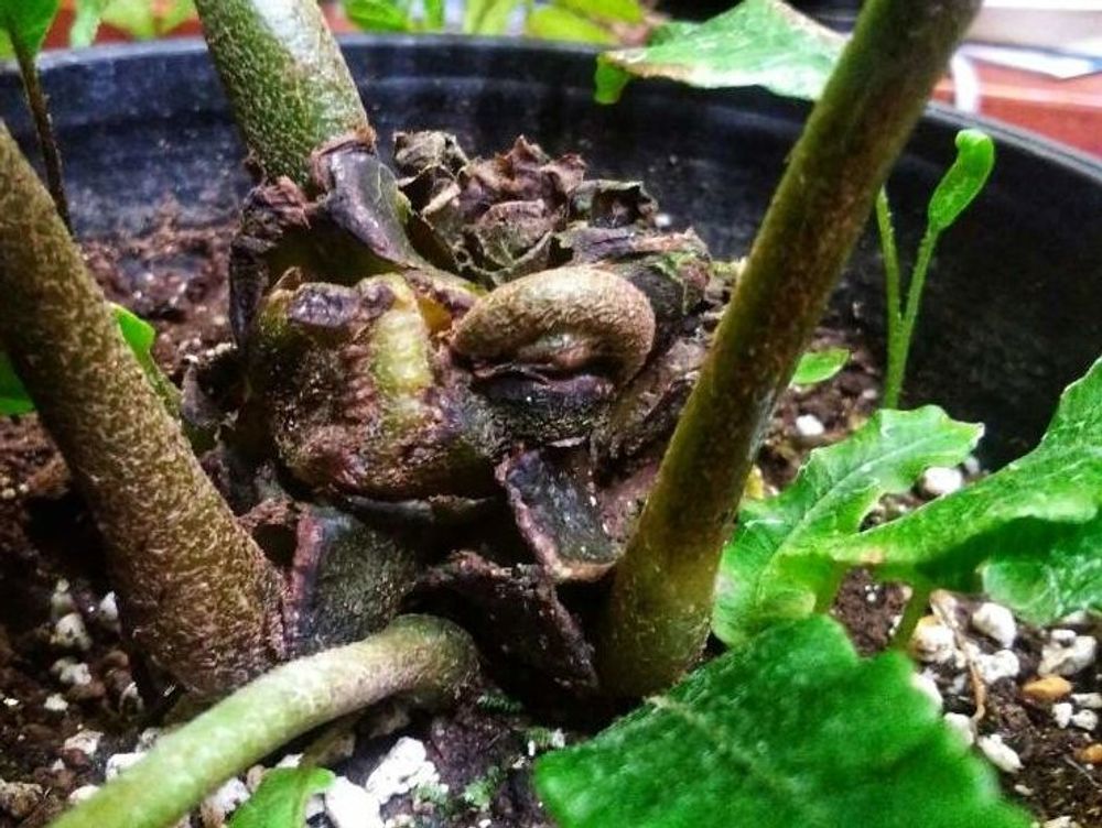 リュウビンタイ　鉢植え　