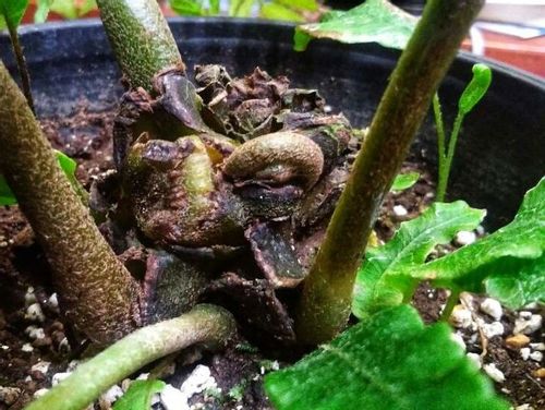 リュウビンタイの育て方 植え付けや水やり方法は 枯れる原因はなに Greensnap グリーンスナップ