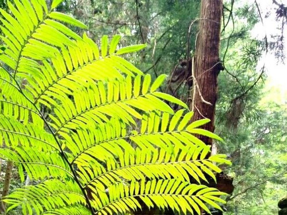 リュウビンタイ　野生　葉