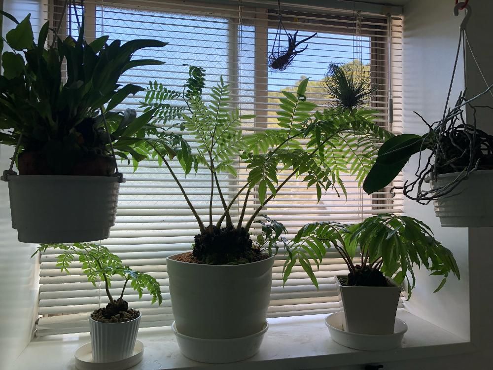 リュウビンタイ　窓際