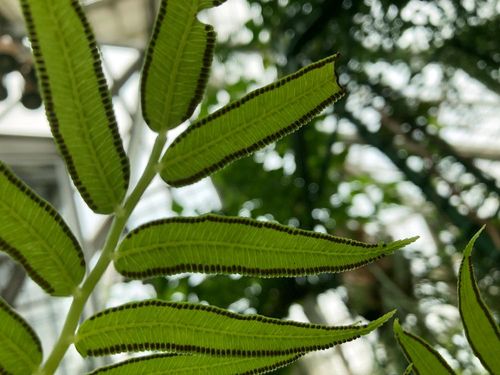 リュウビンタイの育て方 植え付けや水やり方法は 枯れる原因はなに Greensnap グリーンスナップ