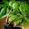 リュウビンタイの育て方｜植え付けや水やり方法は？枯れる原因はなに？の画像