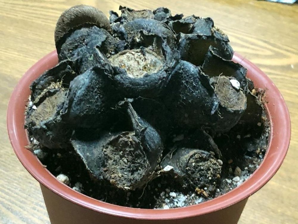 リュウビンタイ　鉢植え