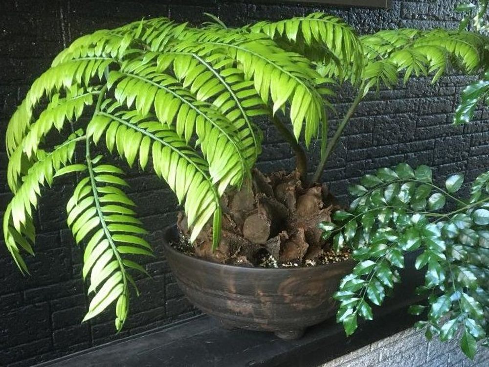 リュウビンタイ　