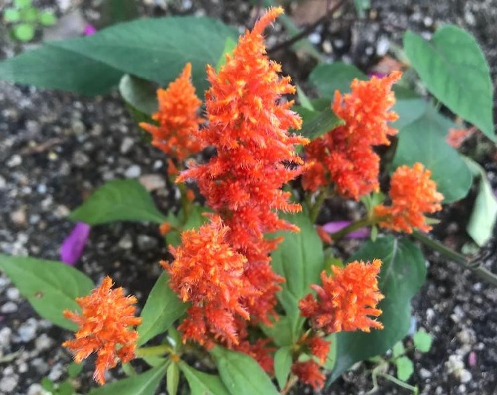 ケイトウ(鶏頭)　オレンジ色の花