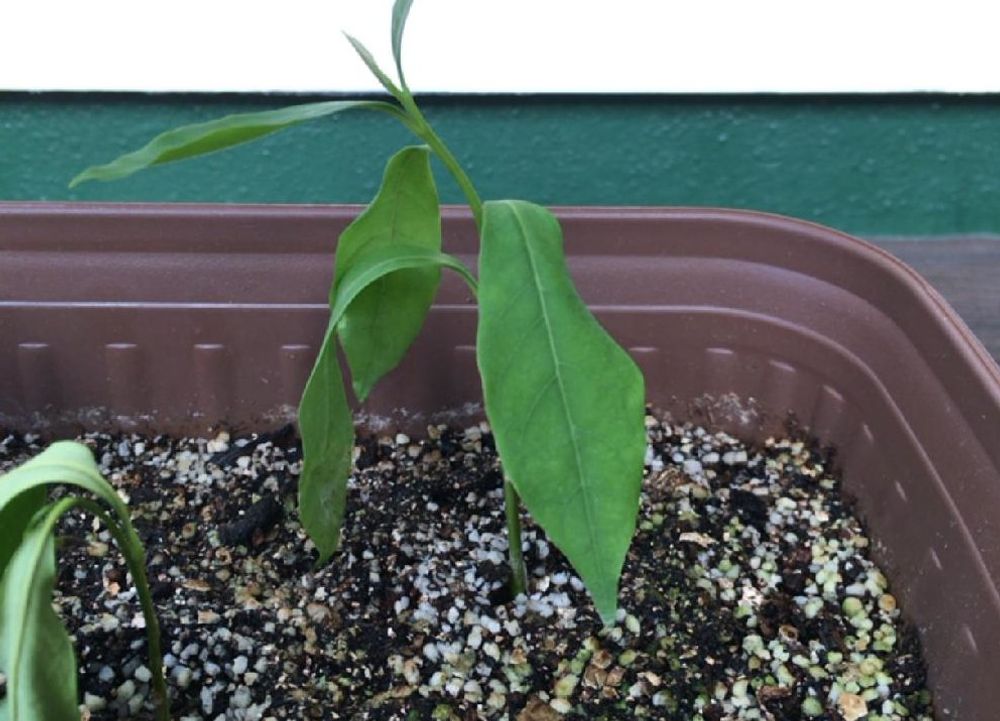 ニオイバンマツリ、Photo by ころころさん