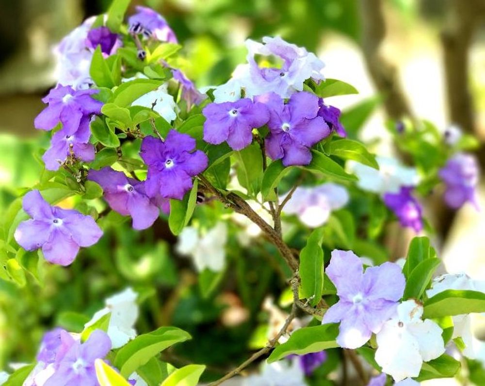 ニオイバンマツリ、Photo by akaneさん