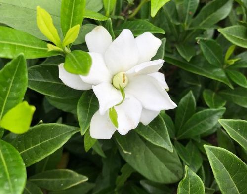 ニオイバンマツリの育て方 適した土と気温なら年中花を楽しめる Greensnap グリーンスナップ