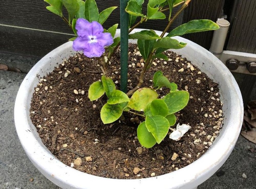 ニオイバンマツリ、Photo by osakaberryさん