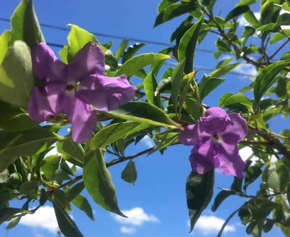 ニオイバンマツリ、Photo by はちなつめさん