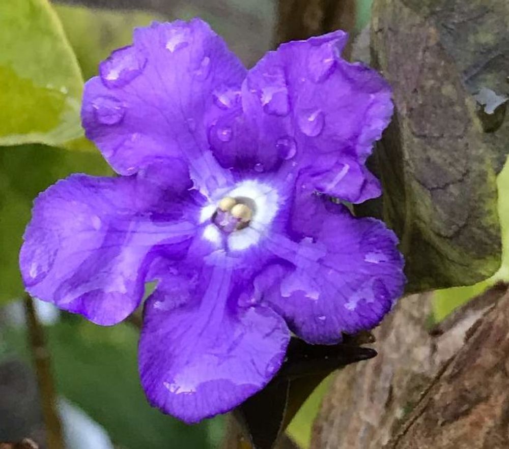 ニオイバンマツリ、Photo by ちーちゃんさん