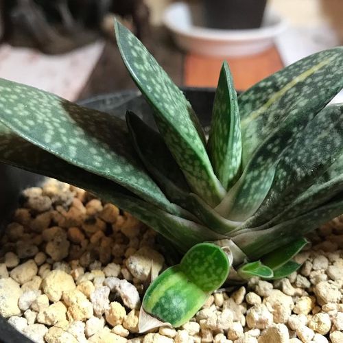 ガステリアの育て方 植え替え時期や水やりの頻度は Greensnap グリーンスナップ