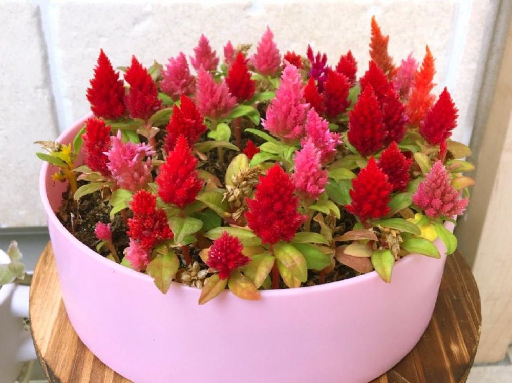 セロシア・キャンドルケーキ　赤い花　鉢植え