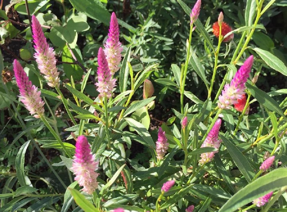 セロシア　ピンク色の花