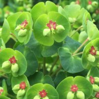 ユーフォルビア・マーチニーの育て方｜水やりや日当たり加減は？｜🍀GreenSnap（グリーンスナップ）