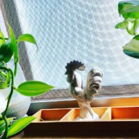 バニラの育て方｜植え付け時期や水やりの方法は？の画像