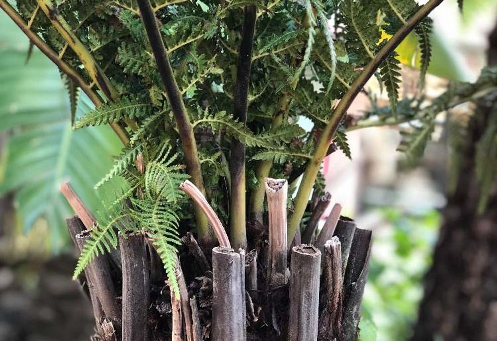 ヘゴPhoto by りくさん