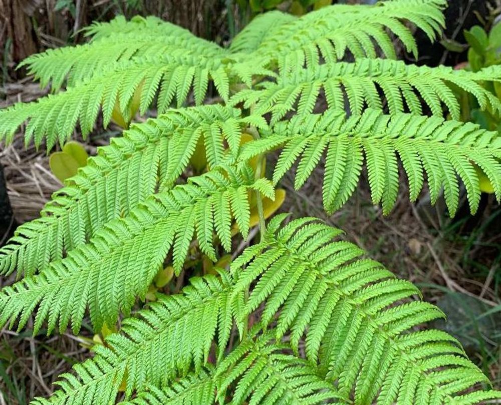 ヘゴPhoto by ミィさん