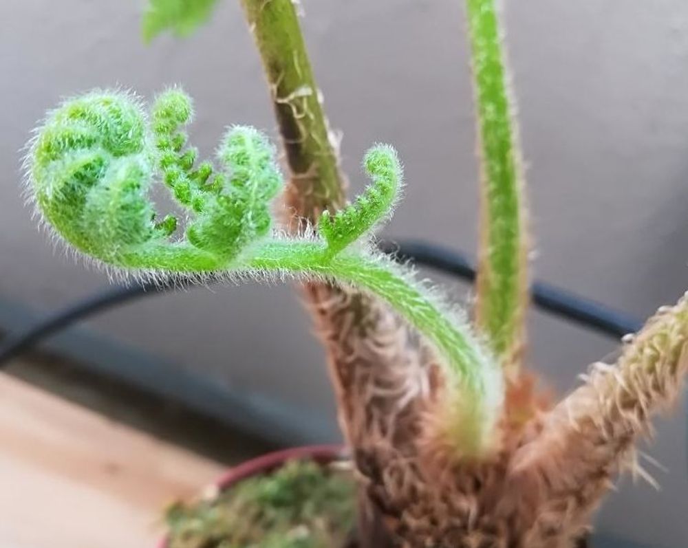 ヘゴPhoto by ハイジさん