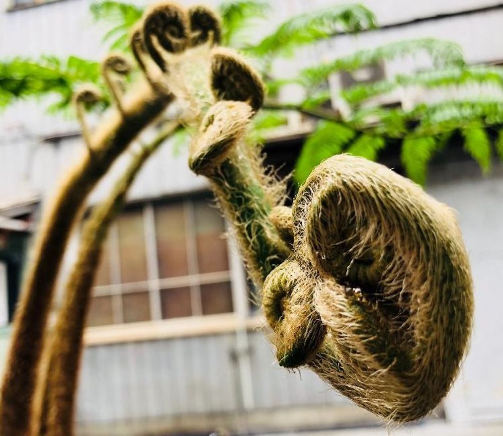 ヘゴPhoto by Green Jungleさん