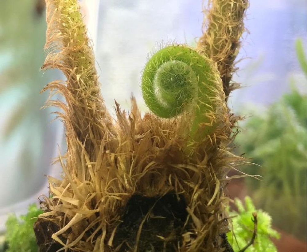 ヘゴPhoto by あんさん