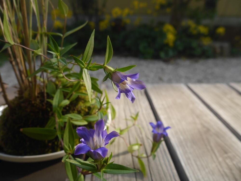 ササリンドウ　紫色の花　鉢植え