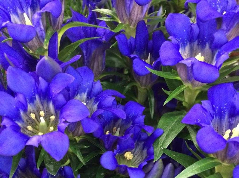 リンドウ、photo by のぶりんりん