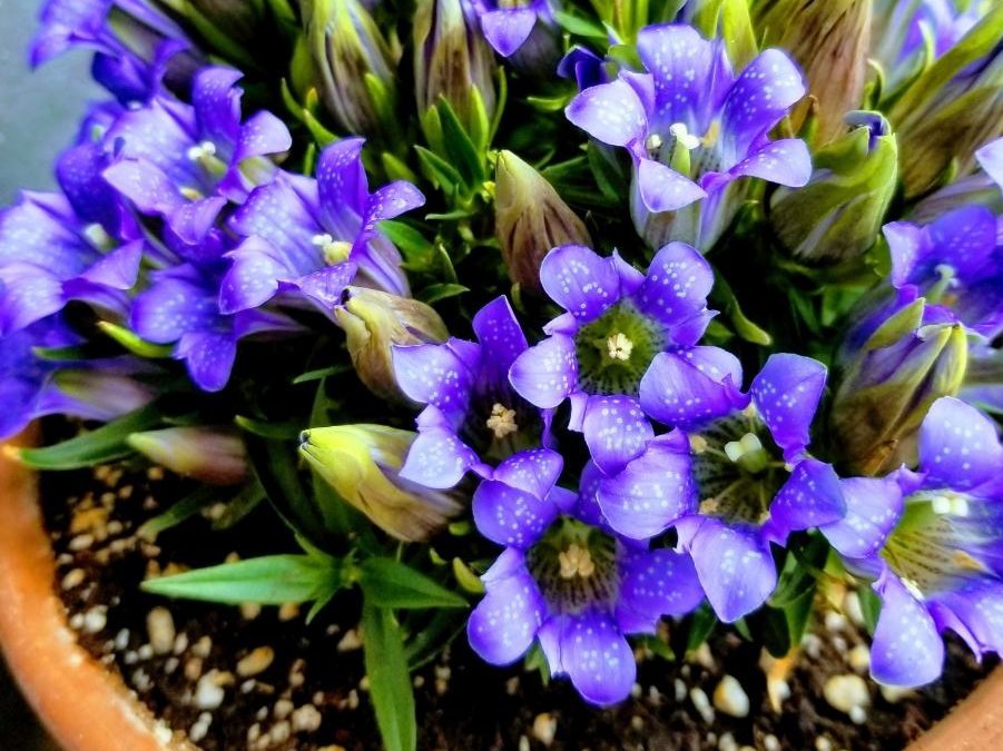 リンドウ(竜胆)　鉢植え　紫色の花