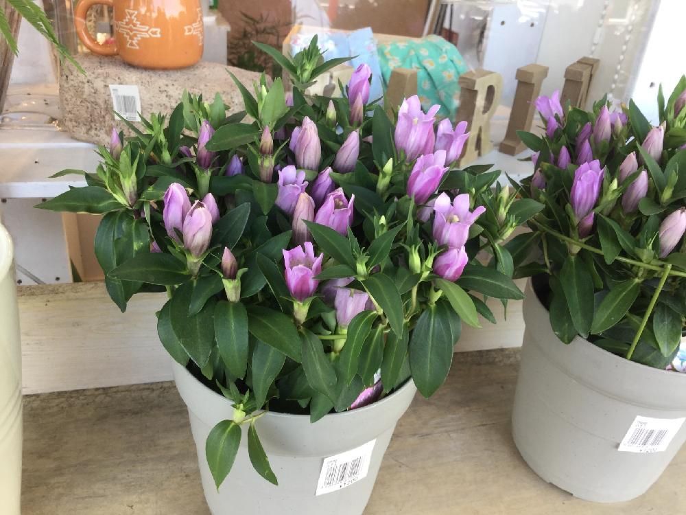 リンドウ(竜胆)　ピンク色の花