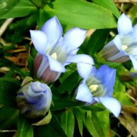 リンドウ(竜胆)の育て方｜水やりの頻度は？種からの栽培は難しい？の画像