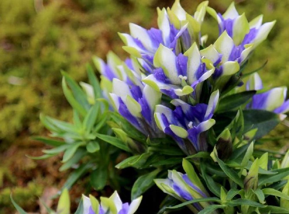 リンドウ、photo by さっちゃん