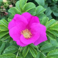 ハマナス(浜茄子)の育て方｜植え付ける場所や植え替えの時期は？の画像